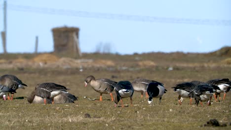 Flock-of-been-goose-and-white-fronted-goose-eating-grass-on-field