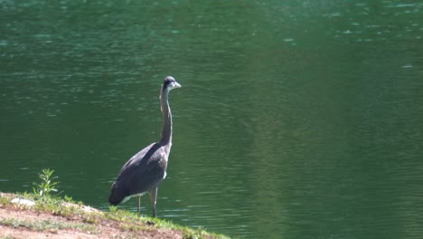 Great-blue-heron-wading-and-grooming-itself-on-the-edge-of-a-lake