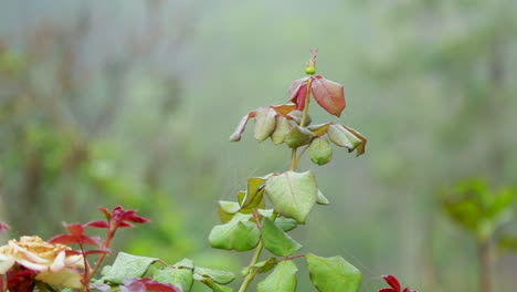 Trockene,-Verwelkte-Rosenblüte-Mit-Grünem-Hintergrund-Im-Bezirk-Wayanad,-Kerala,-Nahaufnahme,-Handaufnahme