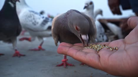 Pigeon-Eating-Seeds-From-A-Man's-Hand---close-up---Slo-Mo