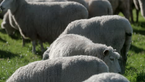 Selektiver-Fokus-Eines-Schafs-In-Der-Herde