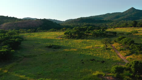 Blaue-Gnus,-Die-Bei-Sonnenaufgang-Auf-Der-Wiese-Im-Privaten-Wildreservat,-Südafrika,-Grasen
