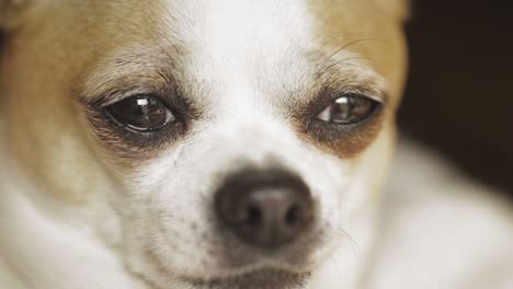 Portrait-Nahaufnahme-Eines-Chihuahua-Hundes,-Der-Sich-Ausruht-Und-Sich-Umsieht,-Drinnen