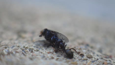 Schwarze-Ameise,-Die-Die-Tote-Fliege-Mit-Verschwommenem-Hintergrund-Zu-Ihrem-Nest-Zurückträgt