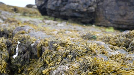 Seaweed-closeup-on-rocky-shoreline-marine-landscape-stones-close-up-dolly-left