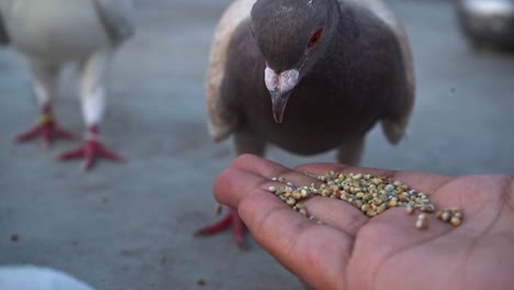 Pigeons-Feeding-Seeds-On-An-Open-Hand,-close-up