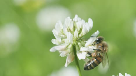 Honey-bee-on-white-clover-collecting-nectar-in-sunny-spring-day