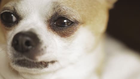 Nahaufnahme-Porträt-Eines-Chihuahua-Hundes,-Der-Sich-Ausruht-Und-Umschaut