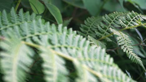 Overgrown-Ferns-Inside-The-Forest-On-A-Beautiful-Summer-In-Manali,-India