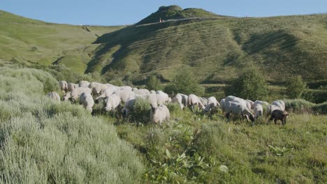 Herd-Of-Sheep-Grazing-On-The-Green-Pasture-In-The-Mountain-On-A-Bright-Summer-Day---wide-shot