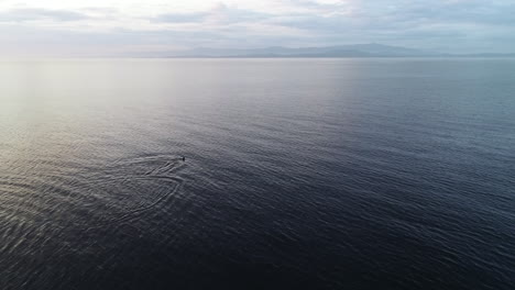 Lonely-Orca-Whale-Swimming-in-Calm-Ocean-Water,-Cinematic-Aerial-View-60fps