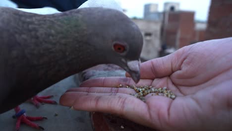 Close-Up-Of-Pigeons-Feeding-Seeds-On-A-Woman's-Hand---close-up