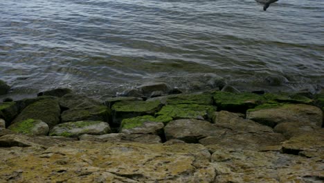 Rippled-lake-water-crashing-gently-on-a-rocky-shoreline-covered-in-moss