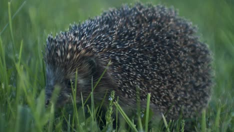 European-hedgehog-in-evening-dusk-went-out-for-bugs