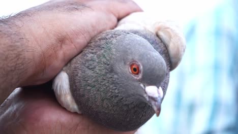 Man's-Hands-Holding-Tightly-A-Homing-Pigeon,-close-up