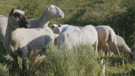 Weiße-Schafe-Grasen-An-Einem-Sonnigen-Tag-Auf-Dem-Grünen-Gras-In-Den-Bergen