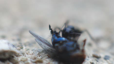 Hormiga-Negra-Disfrutando-De-Su-Comida---Hormiga-Negra-Comiendo-Un-Insecto-Muerto-En-El-Suelo