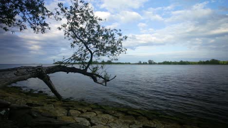 Landscape-view-of-a-tree-stretching-above-a-rippled-lake,-on-a-sunny-day