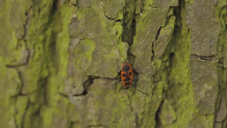 A-Milkweed-Bugs-crawling-on-a-tree-bark---close-up