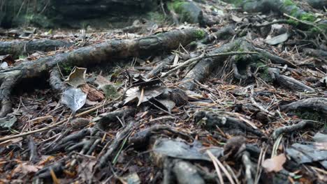 Woodland-roots-leaf-debris-on-forest-floor-dolly-closeup-right