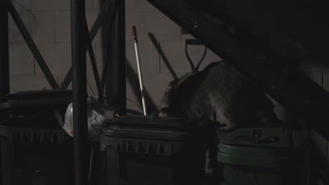 A-Raccoon-Searching-For-Food-On-The-Garbage-Bins-In-The-Dark---close-up