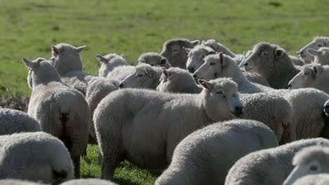 closeup-of-herd-of-sheep-panting-in-place-after-running