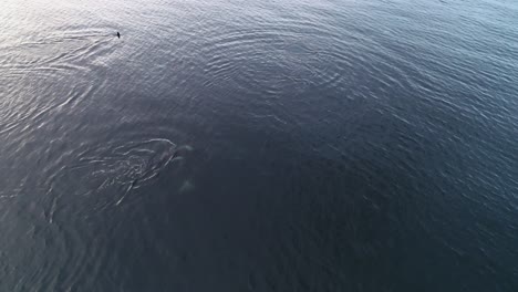 A-Pod-of-Orca-Killer-Whales-Swimming-in-Calm-Pacific-Ocean-Water,-Aerial-View-60fps