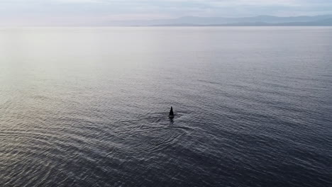 Orca-Whale-Swimming-in-Ocean-Water