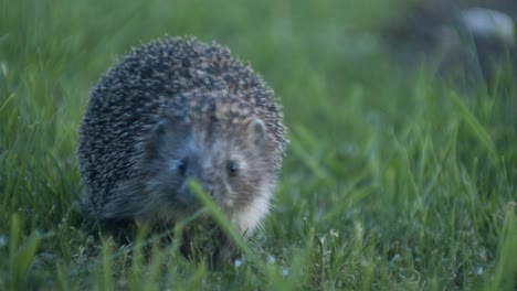 European-hedgehog-in-evening-dusk-went-out-for-bugs