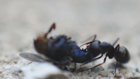 Schwarze-Ameise,-Die-Eine-Tote-Fliege-Auf-Einer-Rauen-Oberfläche-Isst