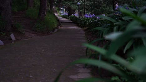 Lavendelblüten-Entlang-Betonweg-Im-Park-In-Naggar,-Himachal-Pradesh,-Indien---Fokus-Ziehen