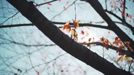 Schöne-Rote-Blätter-Auf-Den-Baumasten-Mit-Heller-Sonne,-Die-In-Tokio,-Japan-Scheint---Niedriger-Winkel-Umkreisender-Schuss