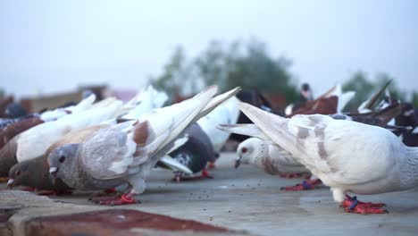 Group-Of-Domestic-Pigeons-Eating-Seeds-On-A-Concrete-Slab-Near-Agra-India---close-up