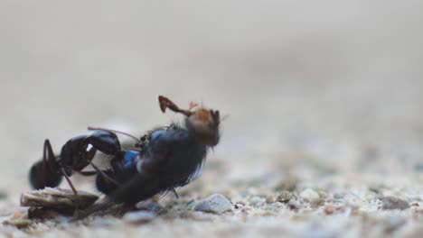 Schwarze-Ameise,-Die-Eine-Tote-Fliege-Mit-Verschwommenem-Hintergrund-Schleppt-Und-Füttert