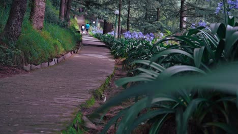 View-Of-Lush-Plants-With-Purple-Flowers-Along-The-Pathway-At-The-Park-In-Naggar,-Himachal-Pradesh,-India---panning-up-shot