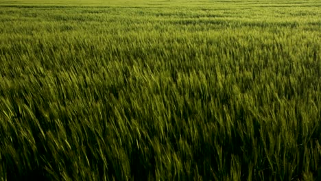 Green-wheat-slightly-moving-in-the-wind,-at-evening-sunlight,-in-the-countryside-cultivated-fields
