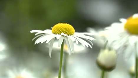 Close-up-of-wild-daisy-flower-blowing-in-summer-breeze