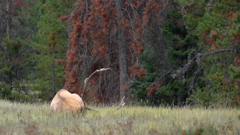Bull-Elk-scratches-self-during-Rut-in-Canadian-wilderness,-long-shot