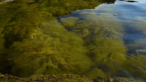 Grass-and-algae-under-freshwater-of-Ohrid-lake-reflecting-sunlight-on-water-surface