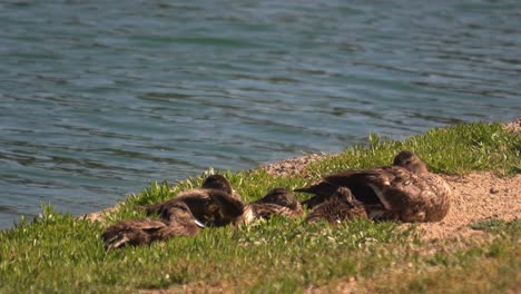 Female-mallard-resting-on-the-shore-of-a-lake-with-her-brood-juvenile-ducklings