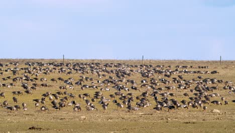 Flock-of-white-fronted,-bean-and-barnacle-goose-eating-grass-on-field-timelapse