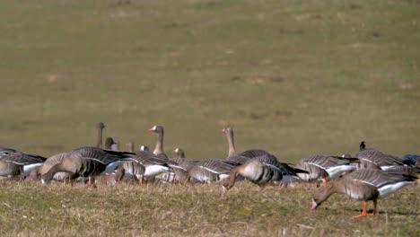 Flock-of-been-goose-and-white-fronted-goose-eating-grass-on-field