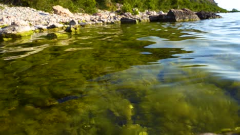 Grüne-Algen-Unter-Sauberem-Wasser-Des-Ohridsees,-Das-Sonnenlicht-In-Küstennähe-Mit-Felsen-Reflektiert