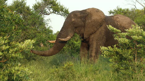 Afrikanischer-Elefantenbulle-In-Musth,-Der-In-Der-Reserve-Weidet,-Mittlere-Aufnahme