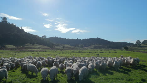 sheep-herd-coming-in-from-the-hillside