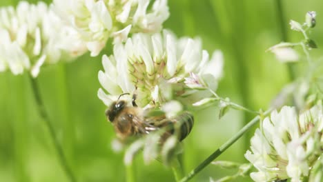 Honey-bee-on-white-clover-collecting-nectar-in-sunny-spring-day