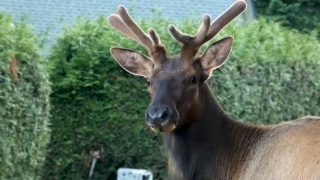Close-up-shot-of-an-majestic-elk-with-antlers-looking-at-the-camera