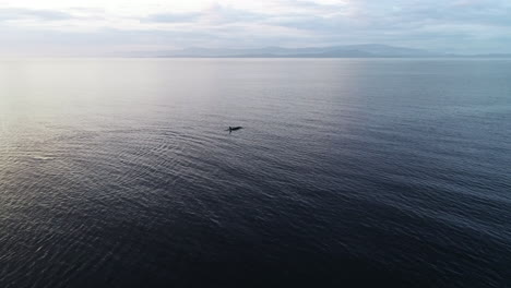 Aerial-View-of-Orca-Whale-in-Calm-Ocean-Water