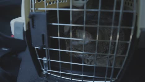 Graue-Katze,-Die-In-Einer-Transportbox-Für-Haustiere-Ruht---Low-Level-Aufnahme