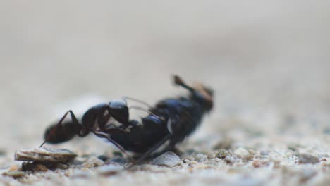 Nahaufnahme-Einzelner-Schwarzer-Ameisen,-Die-Tote-Fliegen-Gefressen-Haben---Nahaufnahme